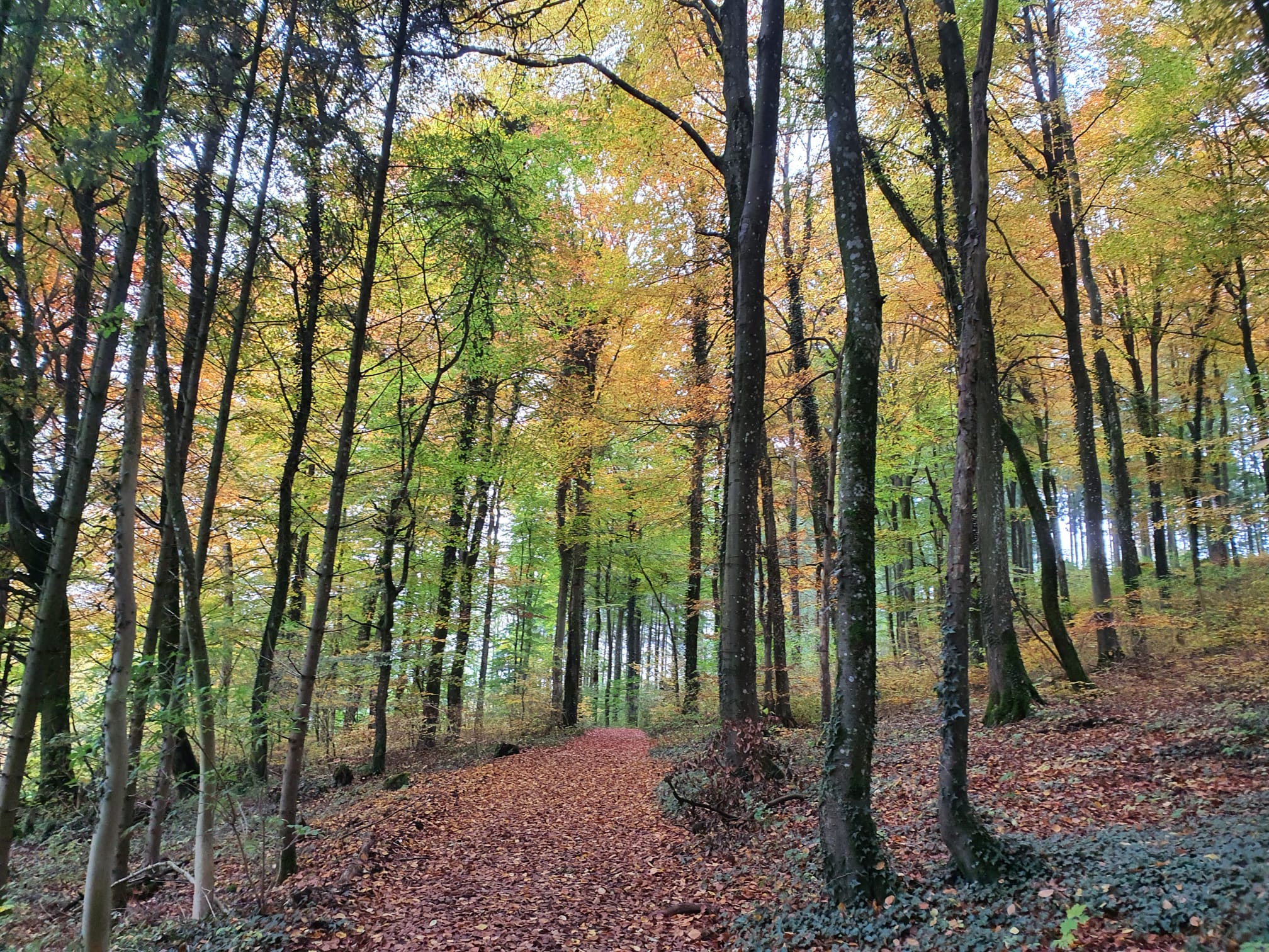 Hersdorf Ferienwohnung, Eifel, Urlaub, Natur