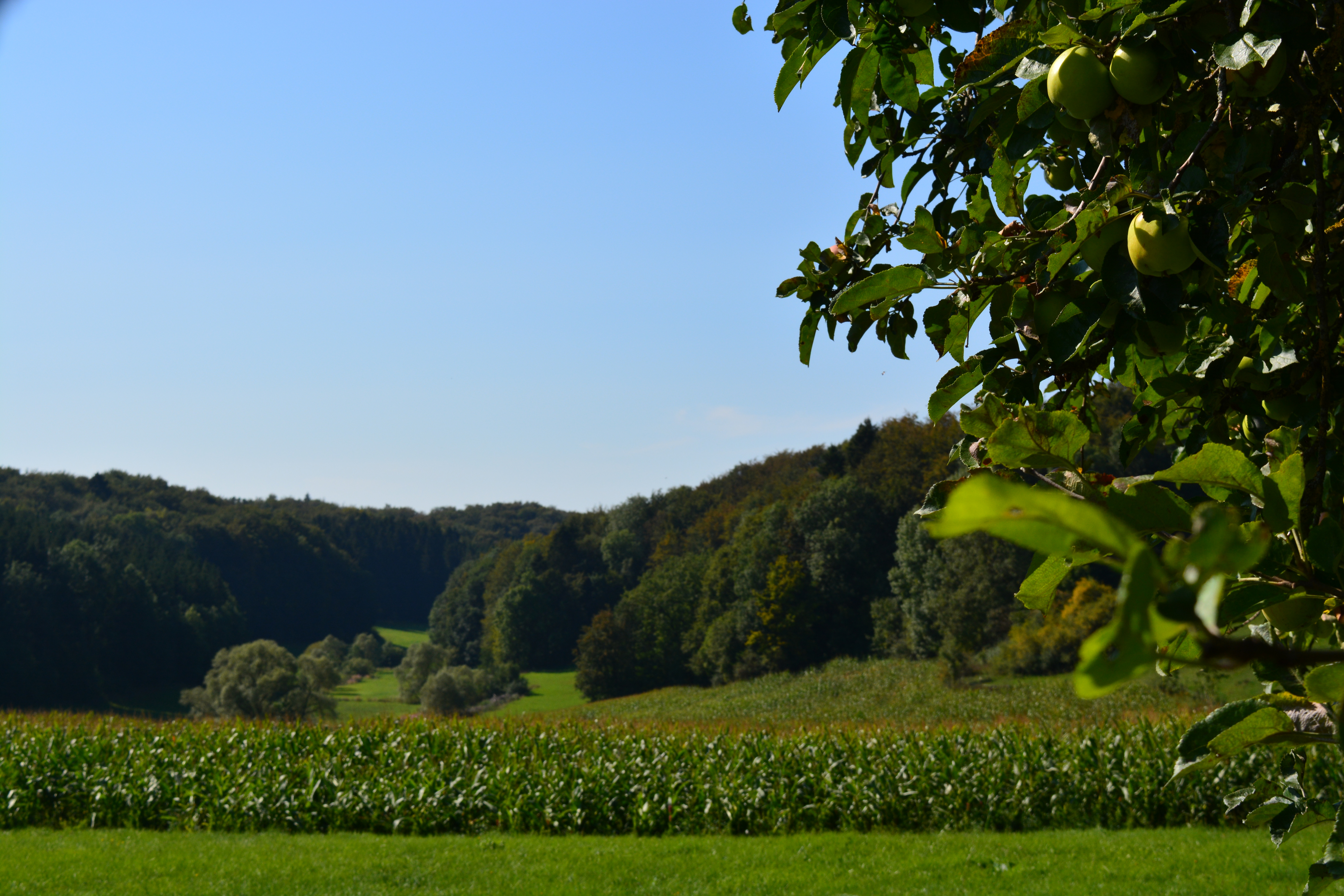Hersdorf, Ferienwohnung, Eifel, Urlaub, Natur